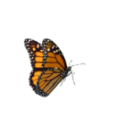 papillion, psychologue, marmande, lot et garonne